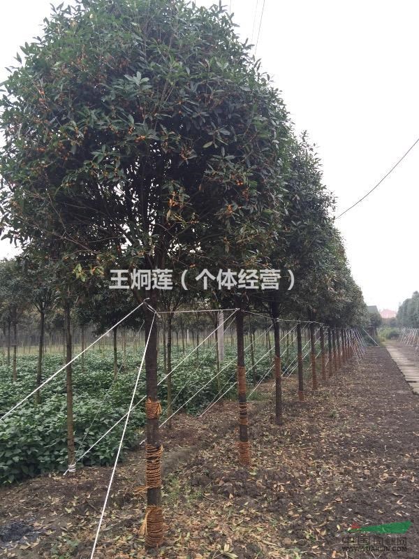 成都地區(qū)十公分丹桂供應(yīng)