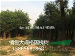 國(guó)槐 國(guó)槐價(jià)格 國(guó)槐圖片 供應(yīng)國(guó)槐