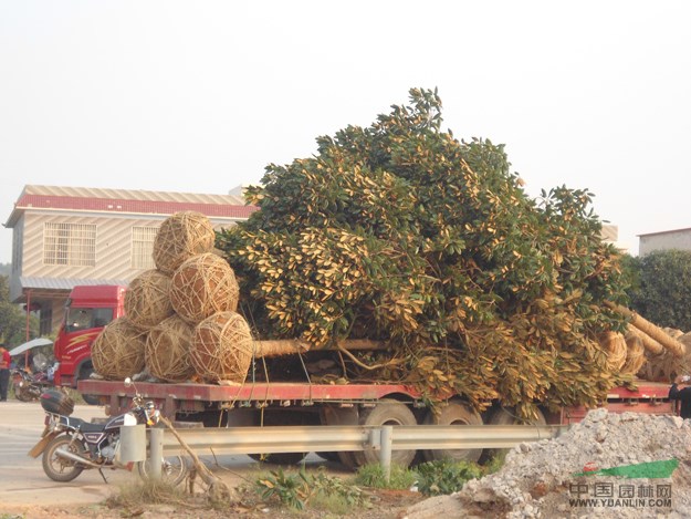 大量低價供應欒樹、紫荊、紫薇、銀杏、廣玉蘭、法桐