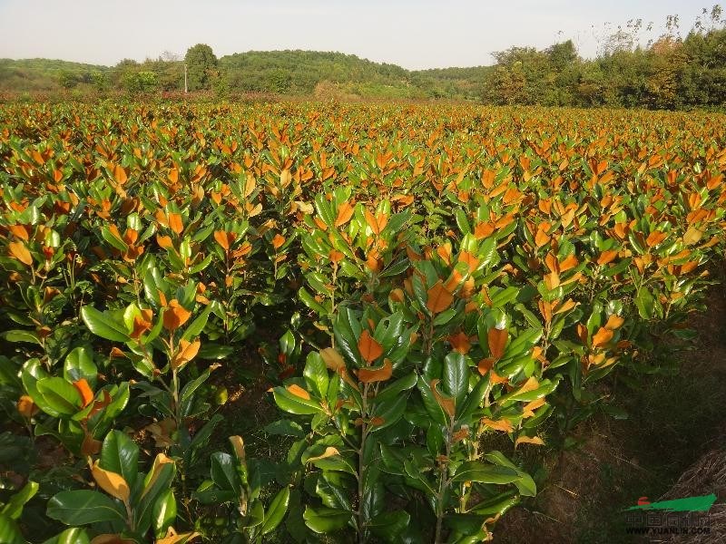 大量低價供應欒樹、紫荊、紫薇、銀杏、廣玉蘭、法桐