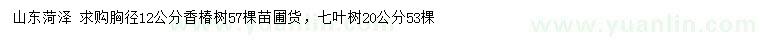 求購胸徑12公分香椿樹、20公分七葉樹