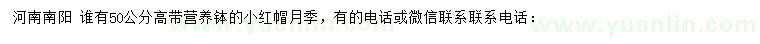 求購高50公分小紅帽月季