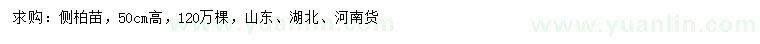求購高50公分側(cè)柏苗