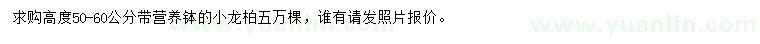 求購高度50-60公分小龍柏