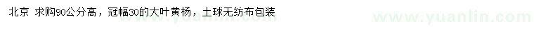 求購高90公分大葉黃楊