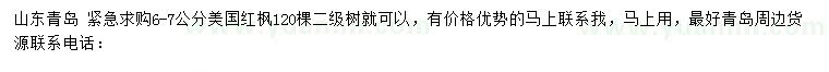 求購6-7公分美國紅楓