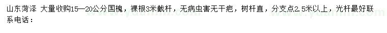 求購15-20公分國槐