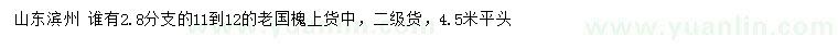 求購11-12公分老國槐