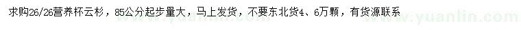 求購85公分起步云杉