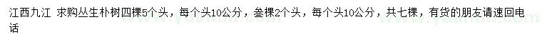 求購叢生樸樹