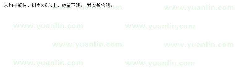 求購高2米以上棕櫚樹