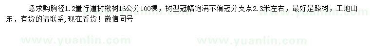 求購胸徑1.2量行道樹楸樹
