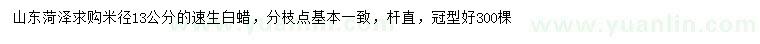 求購米徑13公分速生白蠟