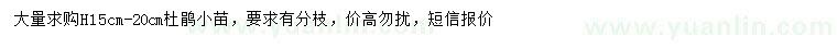 求購高15-20公分杜鵑小苗