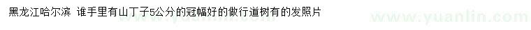 求購5公分山丁子