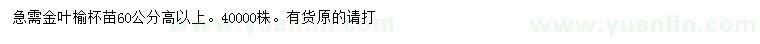 求購高60公分以上金葉榆