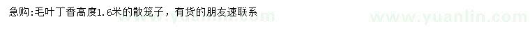 求購(gòu)高度1.6米毛葉丁香