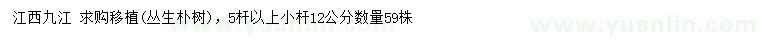 求購叢生樸樹