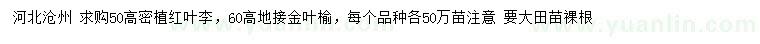 求購高50、60公分密植紅葉李
