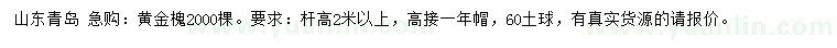 求購桿高2米以上黃金槐