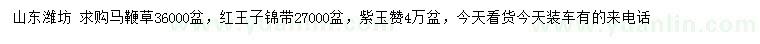 求購(gòu)馬鞭草、紅王子錦帶、紫玉贊