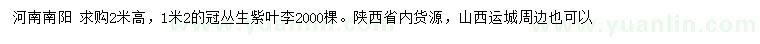 求購(gòu)高2米叢生紫葉李