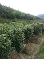 供應(yīng)茶花P80-200，數(shù)量1200棵，質(zhì)量保證，價格實惠