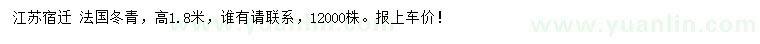 求購高1.8米法國冬青
