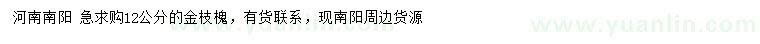 求購12公分金枝槐