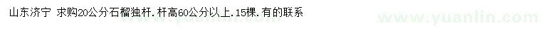 求購20公分獨桿石榴