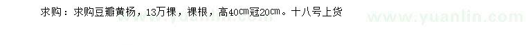 求購高度40公分豆瓣黃楊