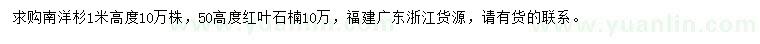 求購高1米南洋杉小苗、50公分紅葉石楠小苗