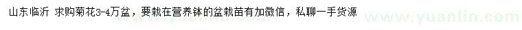 求購菊花