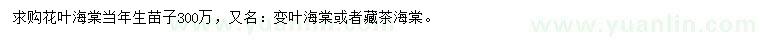 求購花葉海棠當(dāng)年生苗子