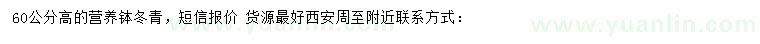 求購高60公分冬青