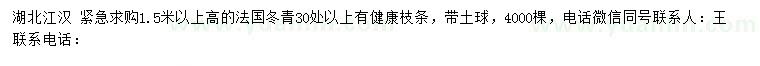 求購高1.5米以上法國冬青