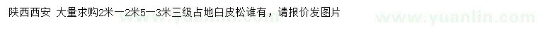 求購(gòu)2、2.5、3米白皮松