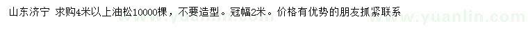 求購(gòu)4米以上油松
