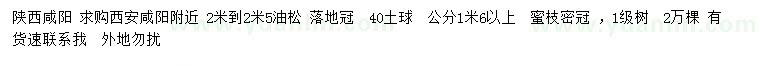 求購2-2.5米油松