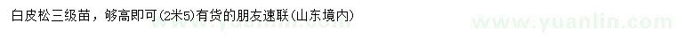 求購高2.5米白皮松