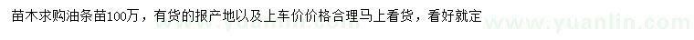求購油條苗