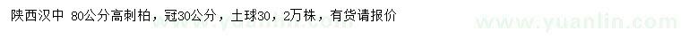 求購(gòu)高80公分刺柏