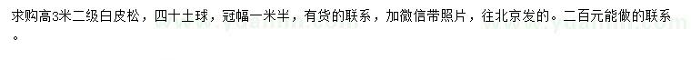 求購高3米白皮松