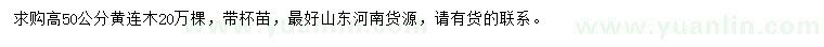 求購高50公分黃連木