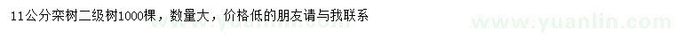 求購11公分欒樹