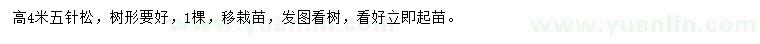 求購高4米五針松