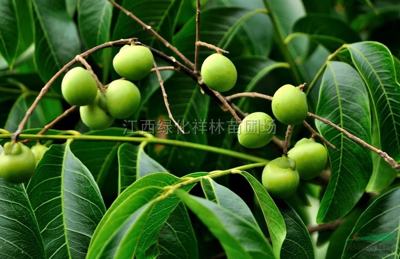 江西無患子小苗價格