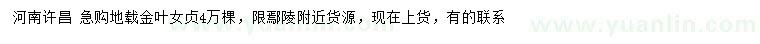 求購金葉女貞