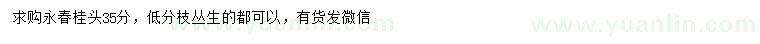 求購頭徑35分以上永春桂