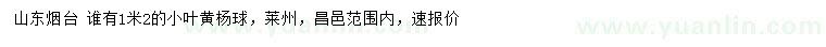 求購(gòu)1.2米小葉黃楊球